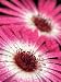 Livingstone Daisy (Dorotheanthus Bellidiformis) Flowers with Dew Drops, Native to South Africa Photographic Poster Print by Albert Lleal/Minden Pictures, 30x40