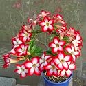 9GreenBox - Adenium Desert ROSE Miss Beauty House Plant Bonsai