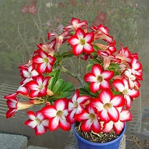9GreenBox - Adenium Desert ROSE Miss Beauty House Plant Bonsai