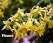 Golden Rain Tree 10 Seeds - Koelreuteria-Tree or Bonsai