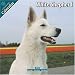 White Shepherd 2010 Wall Calendar #10095-10