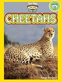 Cheetahs (A 
