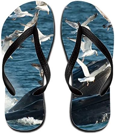 Animal Whale Footwear Women Rubber 11 B(m) Us Eugenpatri Sandals