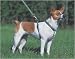 1/2 in. Lupine Adjustable Roman Style Harness - 9 in. to 14 in. - Atlantis