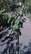 Autumn Rosa Plum Tree Five Gallon