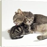 Box Canvas Print of Cat - mother cleaning kitten, 35 days old from Ardea