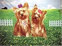 Yorkie Yorkshire Terriers Fleece Blanket Dog Pet Bk0308