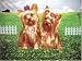 yorkshire terrier - Yorkie Yorkshire Terriers Fleece Blanket Dog Pet Bk0308