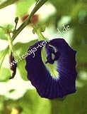 Eigenschaften fesaja-versand  / Clitorea, Schmetterlingserbse, Butterfly Pea / Clitoria ternatea (Saatgut, Samen)