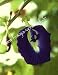 Clitorea / Schmetterlingserbse / Butterfly Pea (Saatgut, Samen)