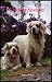 Clumber spaniels
