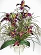 22" Ladyslipper Orchid & Grass Arrangement