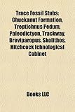 Trace Fossils: Chuckanut Formation, Treptichnus Pedum, Paleodictyon, Trackway, Breviparopus, Skolithos, Hitchcock Ichnological Cabine-