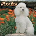 Poodles 2007 Wall Calendar