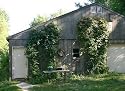 Beer Hops 10 + Seeds- Humulus lupulus - Exotic!