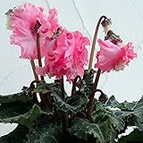 軽井沢育ちのガーデンシクラメン：ピポカ（ピンク系）3.5号ポット 2株セット