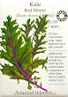 Red Winter Kale Certified Organic Heirloom Seeds 250 Seeds