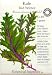 Red Winter Kale Certified Organic Heirloom Seeds 250 Seeds