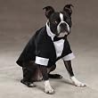 Dog Wedding Tuxedo Groom Outfit Medium