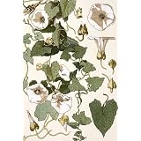 Bind Weed, by Eugene Samuel Grasset (Print On Demand)
