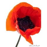 Blumenbild: Mohn vor wei�em Hintergrund als Leinwandbild im Keilrahmen im Format 80cm x 60cmvon "NatureToPrint"