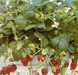 Strawberry Patio Temptation 15 Seed / Seeds - B000U097PE