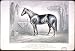 The celebrated trotting Stallion Woodford Mambrino: Sired by Mambrino Chief, dam Wood...