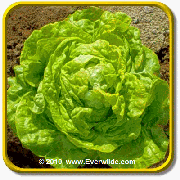 1 Oz Leaf Lettuce Seeds - 'Esmerelda' Bulk Vegetable Seeds