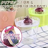 (観葉)私の花園 ヒヤシンス球根 水栽培セット(クリアポット) 球根1球付き 本州・四国限定[生体]