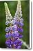 Close Up Of Lupine Flowers Lupinus Sp Canvas Print / Canvas Art - Artist Darlyne A. Murawski
