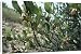 Canvas Prints of Jojoba Beans On Bush from Ardea Wildlife Pets