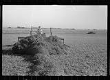 Photo Using a power rake in the alfalfa fields, Dawson County, Nebraska 1938