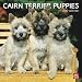 terrier29 - Cairn Terrier Puppies 2010 Square Wall