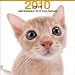 abyssinian25  - Abyssinian Cat 2010 Square Wall ARTLIST