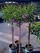 Chinese Lilac Topiary, Five Gallon Container Chinese Lilac Topiary, Five Gallon Container
