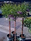Chinese Lilac Topiary, Five Gallon Container