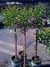 Chinese Lilac Topiary, Five Gallon Container