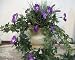 September Birth Month Flower - Morning Glory - Purple