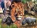 Animals of Africa Jigsaw Puzzle 1000pc