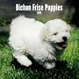 Bichon Frise Puppies 2010 Mini Wall