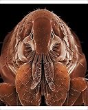 Photographic Print of LRDS-54 Cat Flea from Ardea