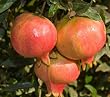 Ambrosia Pomegranate Tree -- 12 by 12 Inch Container