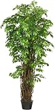 7 &acute; Deluxe Ficus Multi Tree - B001RIOCOO