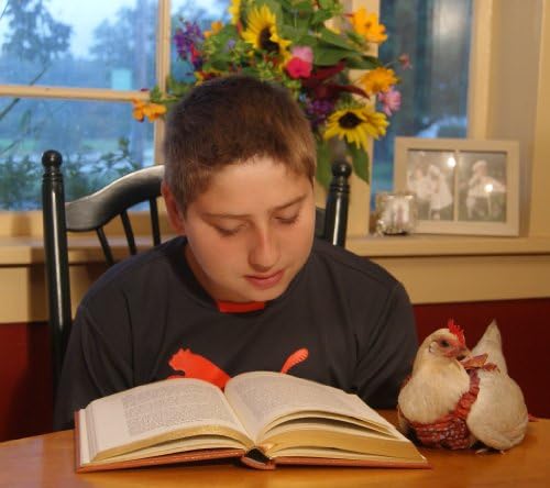 Chicken Diapers - Red Plaid (Large: 8" - 14")