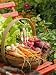 Freshly Harvested Carrots, Beetroot and Radishes in a Rustic Trug in a Summer Garden, England, July Photographic Poster Print by Gary Smith, 12x16