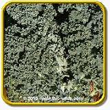Kale Seeds - 'Dwarf Blue Curled Scotch' Vegetable Seed Packet (500 Seeds)