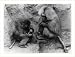 Historic Print (L): [Baboon family group; mother is cradling baby; father is masturbating. London Zoo]