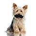 Silly Faces Mustache Pet Toy