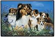 Sheltie Shetland Family Dogs Doormat Home Decor Rug Mat