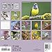 Songbirds 2017 Calendar: Includes Downloadable Wallpaper
